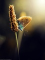 Butterfly 4