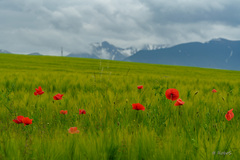 maková
