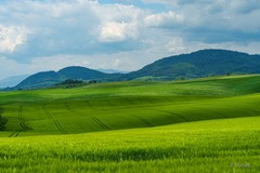 zelené vlny