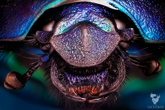 Lajniak obyčajný (Geotrupes ster