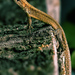 Jasterica murova ( Podarcis mura