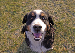 Deno