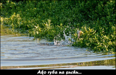 Kapor v tráve