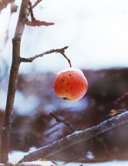 Jablko pod snehom