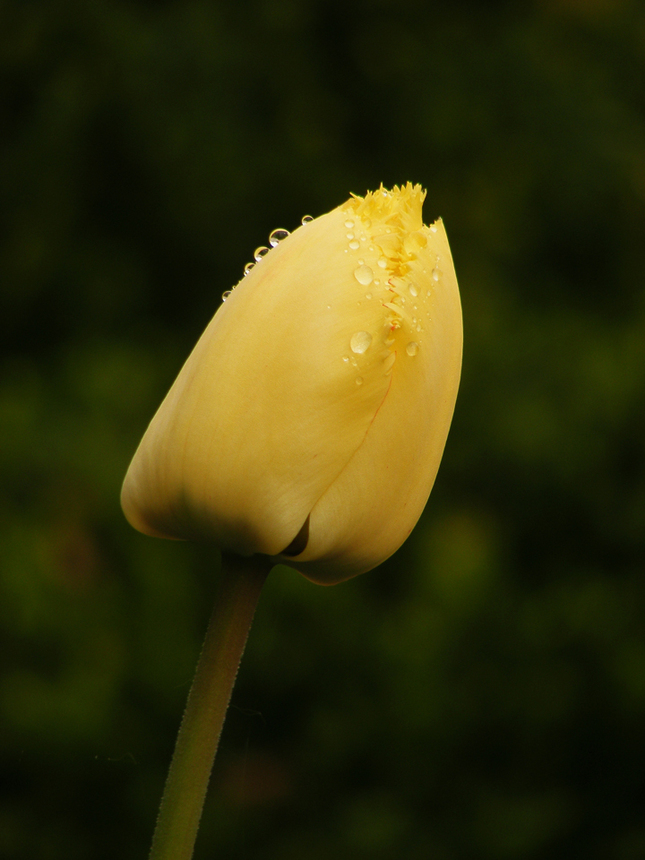 Tulipán po daždi