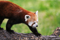Panda červená