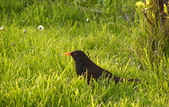 Drozd v tráve