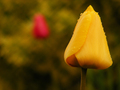 Tulipán po daždi