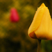 Tulipán po daždi