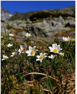 Tatry kvitnú