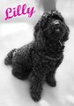 Moja Lilly 