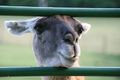 lama