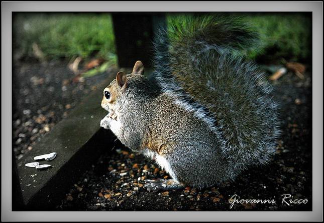 Veverička v kraľovskom parku