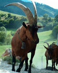 alpská koza na Slovensku