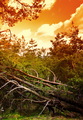 Tobacco Sky