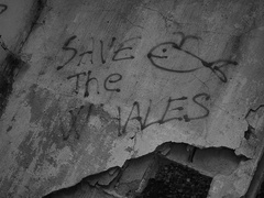 SAVE The WHALES