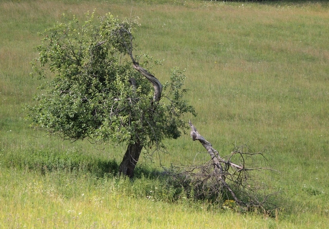 Hruška