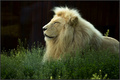 Lion king