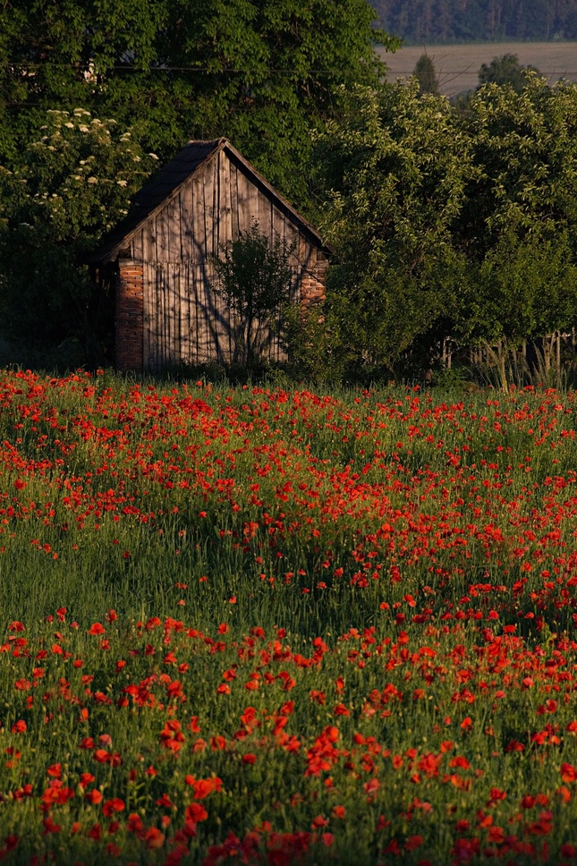 Cottage in the poppy field
