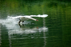 Pozor pristávam !!!