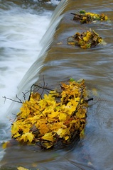 jeseň na potoku