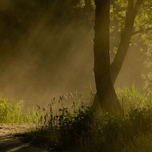 rays in the fog