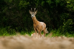 Srnec lesný(Capreolus capreolus)