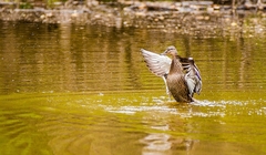 Poďme spolu lietať