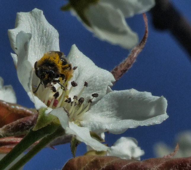 - bea on pea flower -