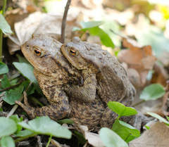 žaby