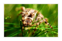 čo číha v tráve...