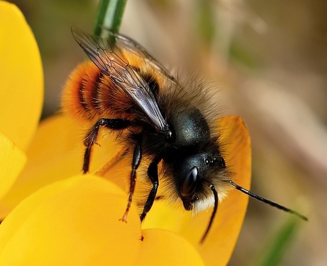 Osmia bicolor