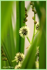 Sparganium emersum