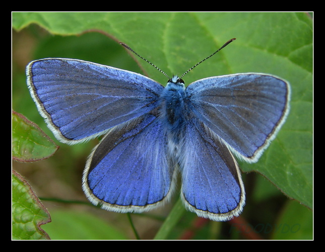 Polyommatus icarus 