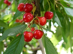 čerešne