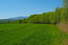 Lúka