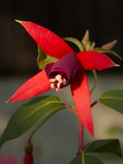 fuchsia