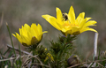 Hlaváčik jarný (Adonis vernalis)