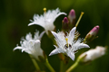 Vachta trojlistá /Menyanthes tri