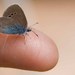 Motýlik Modráčik