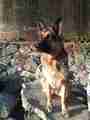 Dog Hera in Summer (24.09.2011)