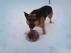 Dog Hera with ball in winter2010
