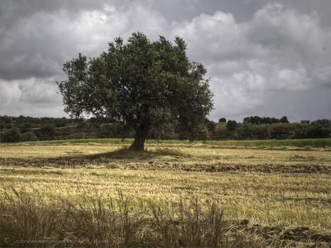 Olive Tree - Cyprus