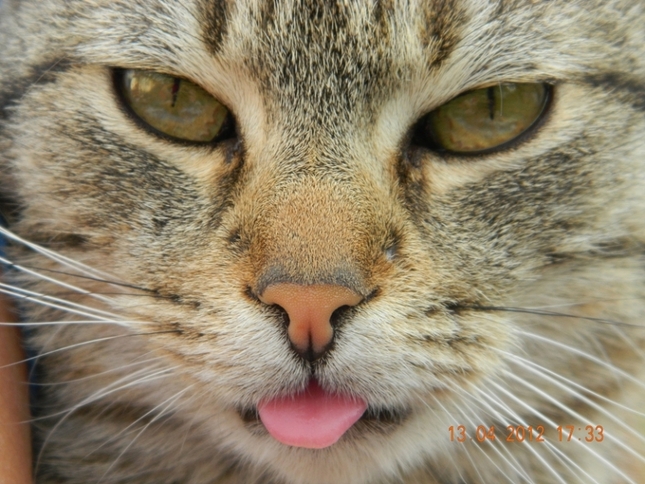 Leoo