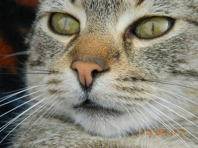 Leo
