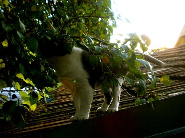 Super Cat ?