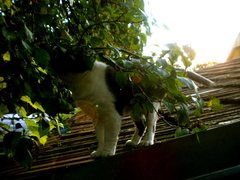 Super Cat ?