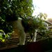 Super Cat ?