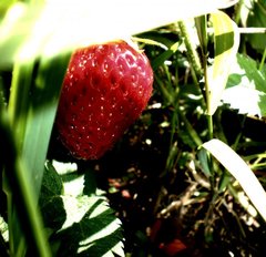 strawberry