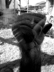 Monkey Hand